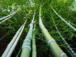 Obraz na płótnie bambus trawa roślina drzewa las