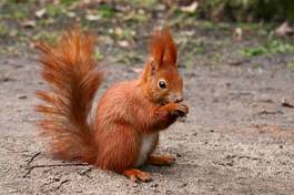 Fototapeta zwierzę ładny dziki natura wiewiórka