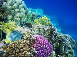 Naklejka morze czerwone rafa natura egipt tropikalny
