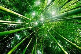 Plakat Środek bambusowego lasu