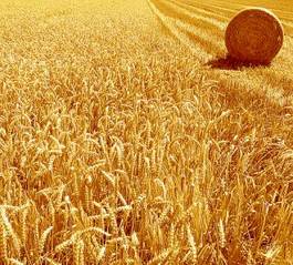 Fotoroleta lato jęczmień rolnictwo pszenica żniwa