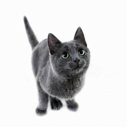 Obraz na płótnie kociak ładny kot ssak stary
