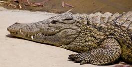 Fotoroleta krokodyl portret afryka