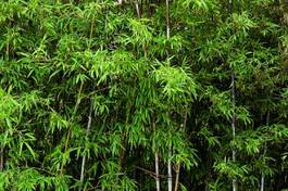 Naklejka orientalne dżungla chiny roślina japonia