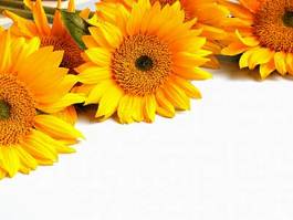 Obraz na płótnie słonecznik kwiat lato słońce ogród