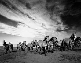 Fotoroleta ranczo koń ogier zatoka