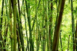 Naklejka japoński roślina bambus