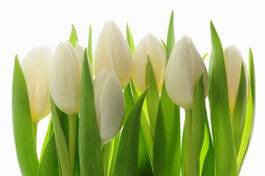Naklejka pąk kwitnący tulipan