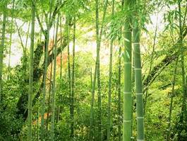Naklejka las roślina azja japonia bambus