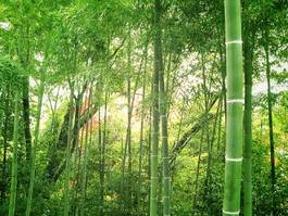 Naklejka japonia azja las roślina bambus