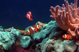 Fotoroleta morze ryba zwierzę tropikalny woda