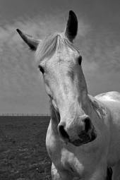Naklejka natura portret koń piękny