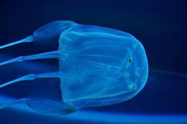 Naklejka tropikalny meduza woda