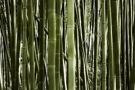 Fotoroleta bambus japonia roślina azja