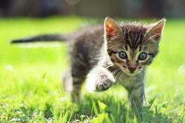 Naklejka uroczy kotek spaceruje po trawie
