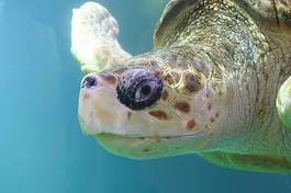 Obraz na płótnie żółw zwierzę gad