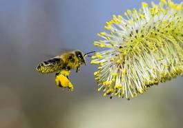 Naklejka pyłek kwiat men at work lot latać