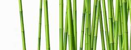 Naklejka bambus zen spokojny roślina natura