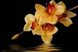 Naklejka pomarańczowa orchidea