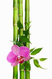 Obraz na płótnie storczyk roślina drzewa kwiat bambus