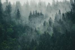 Obraz na płótnie góra natura vintage las