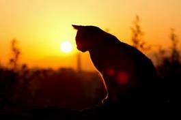Obraz na płótnie wizerunek kota o zachodzie słońca