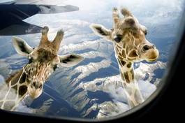 Naklejka zabawa samolot zwierzę safari