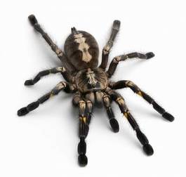 Naklejka pająk dzikie zwierzę natura zwierzę
