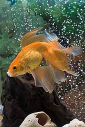 Fotoroleta zwierzę ryba woda marin