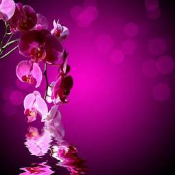 Fotoroleta woda storczyk azja kwiat