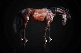 Fototapeta ogier zwierzę sport ssak koń