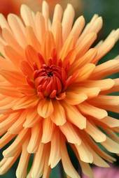 Fotoroleta świeży piękny dalia kwiat natura