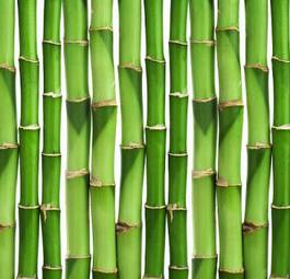 Obraz na płótnie natura drzewa bambus wzór roślina