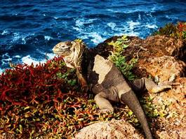 Plakat gad zwierzę plaża galapagos ekwador