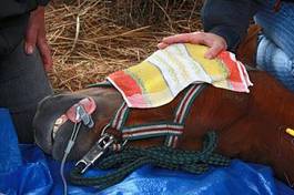 Naklejka koń zwierzę medycyna przyrząd sprawdzić