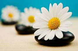Fotoroleta kosmetyk kwiat stokrotka masaż