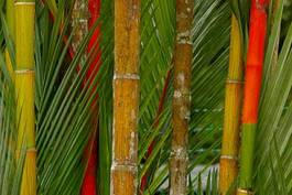 Naklejka gałązka obraz tropikalny roślina bambus
