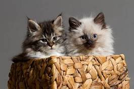 Plakat dwa koty w koszyku wiklinowym