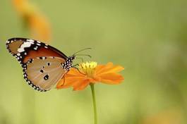Obraz na płótnie motyl kwiat zwierzę