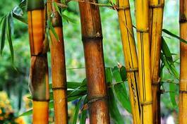 Naklejka tropikalny wzór azjatycki las pole