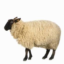 Fotoroleta owca stado zwierzę bydło rolnictwo