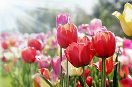 Fotoroleta park tulipan natura