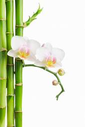 Plakat bambus roślina lato storczyk natura