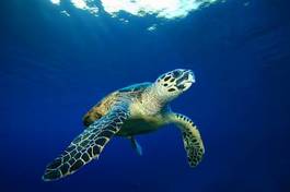 Obraz na płótnie żółw woda morze czerwone