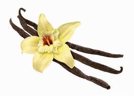 Obraz na płótnie jedzenie kwiat wanilia aromaterapia