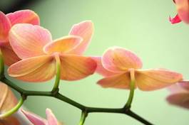 Naklejka kwitnący egzotyczny roślina storczyk zdrowie