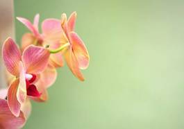 Fotoroleta kwitnący egzotyczny roślina zdrowie
