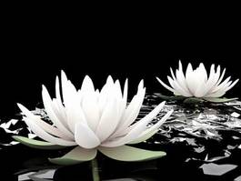 Obraz na płótnie woda kwitnący roślina natura zen