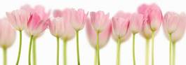 Obraz na płótnie kwiat świeży tulipan obraz