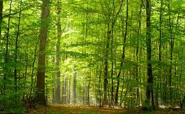 Naklejka drzewa ścieżka natura las lato